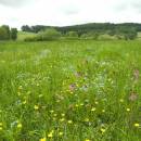 Bělokamenský rybník, 26.5.2006, foto Vojtěch Kodet