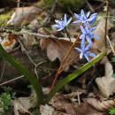 Ladoňka dvoulistá pravá rakouská (<i>Scilla bifolia subsp. bifolia var. drunensis</i>), Plešice, Staré Duby [TR], 10.4.2015, foto Libor Ekrt
