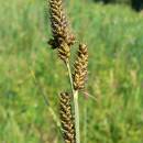 Ostřice Hartmanova (<i>Carex hartmanii</i>), Švábov, PR U potoků [JI], 13.6.2006, foto Luděk Čech