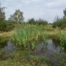 Pístovské mokřady, 7.9.2014, foto Vojtěch Kodet