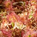 Rosnatka okrouhlolistá (<i>Drosera rotundifolia</i>), PR Chvojnov, 16.7.2013, foto Vojtěch Kodet