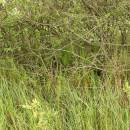Kapradiník bažinný (<i>Thelypteris palustris</i>), PR V Lisovech [JI], 9.6.2013, foto Libor Ekrt