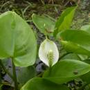 Ďáblík bahenní (<i>Calla palustris</i>), Frejlach, 15.5.2010, foto Vojtěch Kodet