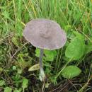 závojenka Mougeotova (Entoloma mougeotii)