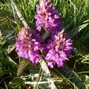 Prstnatec májový (<i>Dactylorhiza majalis</i>), PP Hajnice, 20.5.2014, foto Vojtěch Kodet