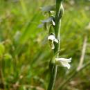 Švihlík krutiklas (<i>Spiranthes spiralis</i>), NPP Švařec [ZR], 25.8.2014, foto Josef Komárek