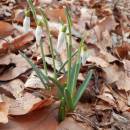 Sněženka podsněžník (<i>Galanthus nivalis</i>), NPR Velký Špičák, 27.2.2014, foto Vojtěch Kodet