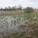 Nový rybník u Panské Lhoty, 16.4.2016, foto Vojtěch Kodet