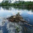 Hnízdo potápky roháče (<i>Podiceps cristatus</i>), ryb. Parný Mlýn, 10.6.2016, foto Vojtěch Kodet