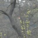 Hýl rudý (<i>Erythrinus erythrinus</i>), PP Meandry Svratky u Milov, 12.5.2016, foto Vojtěch Kodet
