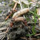 Lesní mravenci (<i>Formica lugubris</i>) v NPR Ransko, foto Klára Bezděčková.