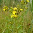 Třezalka čtyřkřídlá (<i>Hypericum tetrapterum</i>), PR Chvojnov [JI], 31.7.2014, foto Josef Komárek