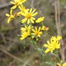 Starček roketolistý (<i>Senecio erucifolius</i>), NPR Mohelenská hadcová step [TR], 25.9.2014, foto Libor Ekrt