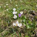 Šafrán bělokvětý (<i>Crocus albiflorus</i>), Nové Město na Moravě, PP U Bezděkova [ZR], 16.4.2010, foto Josef Komárek