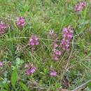 Všivec lesní (<i>Pedicularis sylvatica</i>), Olešský rybník, 14.5.2010, foto Vojtěch Kodet