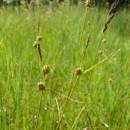 Ostřice šupinoplodá (<i>Carex lepidocarpa</i>), PR Řeka [HB], 28.6.2016, foto Josef Komárek