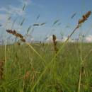 Ostřice liščí (<i>Carex vulpina</i>), Frejlach, 26.6.2009, foto Vojtěch Kodet