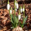 NPR Velký Špičák, 1.3.2014, foto Vojtěch Kodet