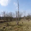 Rašeliniště Bažantka, 28.3.2016, foto Vojtěch Kodet