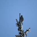 Krahujec obecný (<i>Accipiter nisus</i>), U Farského lesa, 30.12.2016, foto Vojtěch Kodet
