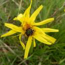 Hadí mord nízký (<i>Scorzonera humilis</i>), PR Chvojnov, 29.5.2013, foto Vojtěch Kodet