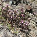 Ožanka kalamandra (<i>Teucrium chamaedrys</i>), NPR Mohelenská hadcová step [TR], 16.6.2015, foto Libor Ekrt