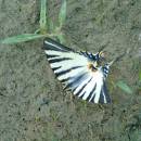 Otakárek ovocný (<i>Iphiclides podalirius</i>), Nový ryb., PP Ptáčovské rybníky, 26.7.2016, foto Vojtěch Kodet