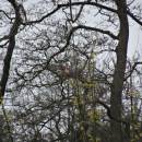 Hýl rudý (<i>Erythrinus erythrinus</i>), PP Meandry Svratky u Milov, 12.5.2016, foto Vojtěch Kodet