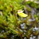 Bublinatka menší (<i>Utricularia minor</i>), PR Chvojnov [JI], 12.6.2012, foto Josef Komárek