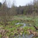 NPP Hojkovské rašeliniště, 6.4.2004, foto Vojtěch Kodet