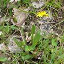 Pampeliška chudolaločná (<i>Taraxacum paucilobum</i>), PP Kozének [TR], 2.5.2013, foto Josef Komárek