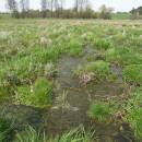 Rýžovka, 29.4.2012, foto Vojtěch Kodet