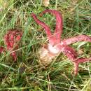 Nepůvodní květnatec Archerův (<i>Clathrus archeri</i>), PR Chvojnov, 17.9.2014, foto Vojtěch Kodet