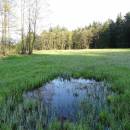 PR Rašeliniště Loučky, 7.5.2016, foto Vojtěch Kodet