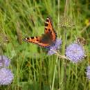 Babočka kopřivová (<i>Aglais urticae</i>), PP Hajnice, 17.8.2014, foto Vojtěch Kodet