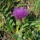 Pcháč bezlodyžný pravý (<i>Cirsium acaulon</i>), Číchov, PP Jalovec [TR], 6.9.2005, foto Luděk Čech