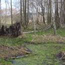 NPP Hojkovské rašeliniště, 16.4.2004, foto Vojtěch Kodet