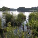 Třeštický rybník, 15.7.2009, foto Vojtěch Kodet