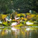 Leknín bělostný (<i>Nymphaea candida</i>), Doležalův rybník, 8.7.2010, foto Vojtěch Kodet