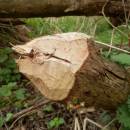 Okus od bobra evropského (<i>Castor fiber</i>), Starohorský mokřad, 2.5.2015, foto Vojtěch Kodet