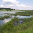 Nový ryb., PP Ptáčovské rybníky, 16.7.2009, foto Vojtěch Kodet