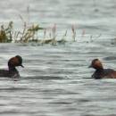 Pár potápky černokrké (<i>Podiceps nigricollis</i>), ryb. Parný Mlýn, 19.7.2016, foto Vojtěch Kodet