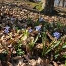 Ladoňka dvoulistá pravá rakouská (<i>Scilla bifolia subsp. bifolia var. drunensis</i>), Plešice, Staré Duby [TR], 10.4.2015, foto Libor Ekrt
