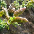 Kručinka chlupatá (<i>Genista pilosa</i>), NPR Mohelenská hadcová step [TR], 18.6.2008, foto Josef Komárek