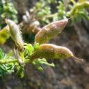 Kručinka chlupatá (<i>Genista pilosa</i>), NPR Mohelenská hadcová step [TR], 18.6.2008, foto Josef Komárek