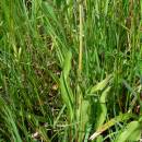 Pampeliška drůbeží (<i>Taraxacum fartoris</i>), PR Řeka [HB], 14.5.2013, foto Luděk Čech