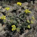 Tařice horská Gmelinova (<i>Alyssum montanum subsp. gmelinii</i>), NPR Mohelenská hadcová step [TR], 1.4.2010, foto Luděk Čech