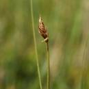 Ostřice šlahounovitá (<i>Carex chordorrhiza</i>), PR Rašeliniště Kaliště [JI], 10.5.2006, foto Luděk Čech