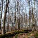 NPR Velký Špičák, 21.4.2013, foto Vojtěch Kodet