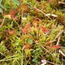 Rosnatka okrouhlolistá (<i>Drosera rotundifolia</i>), PR Rašeliniště Kaliště [JI], 14.6.2011, foto Libor Ekrt